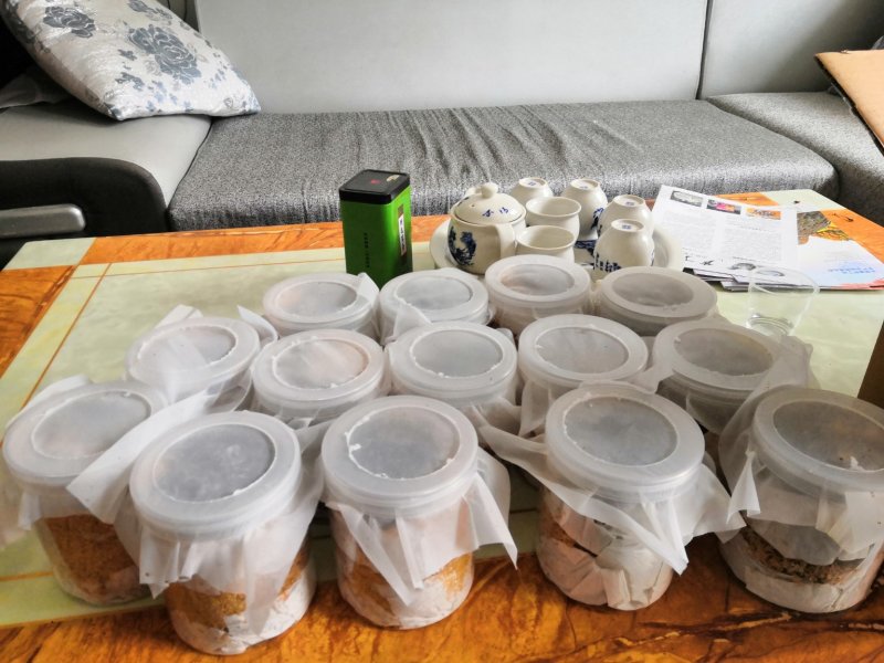 黑水虻虫卵