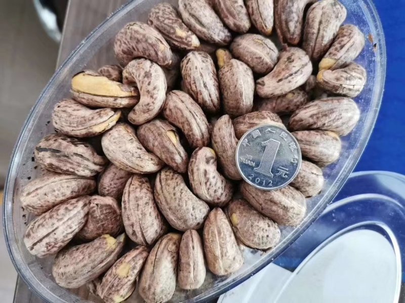 纯进口越南大腰果一件代发