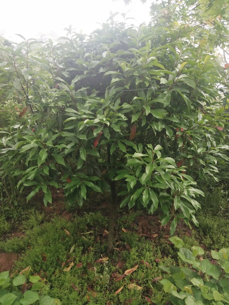 中华石楠树，河南省潢川苗木基地直销中华石楠树。