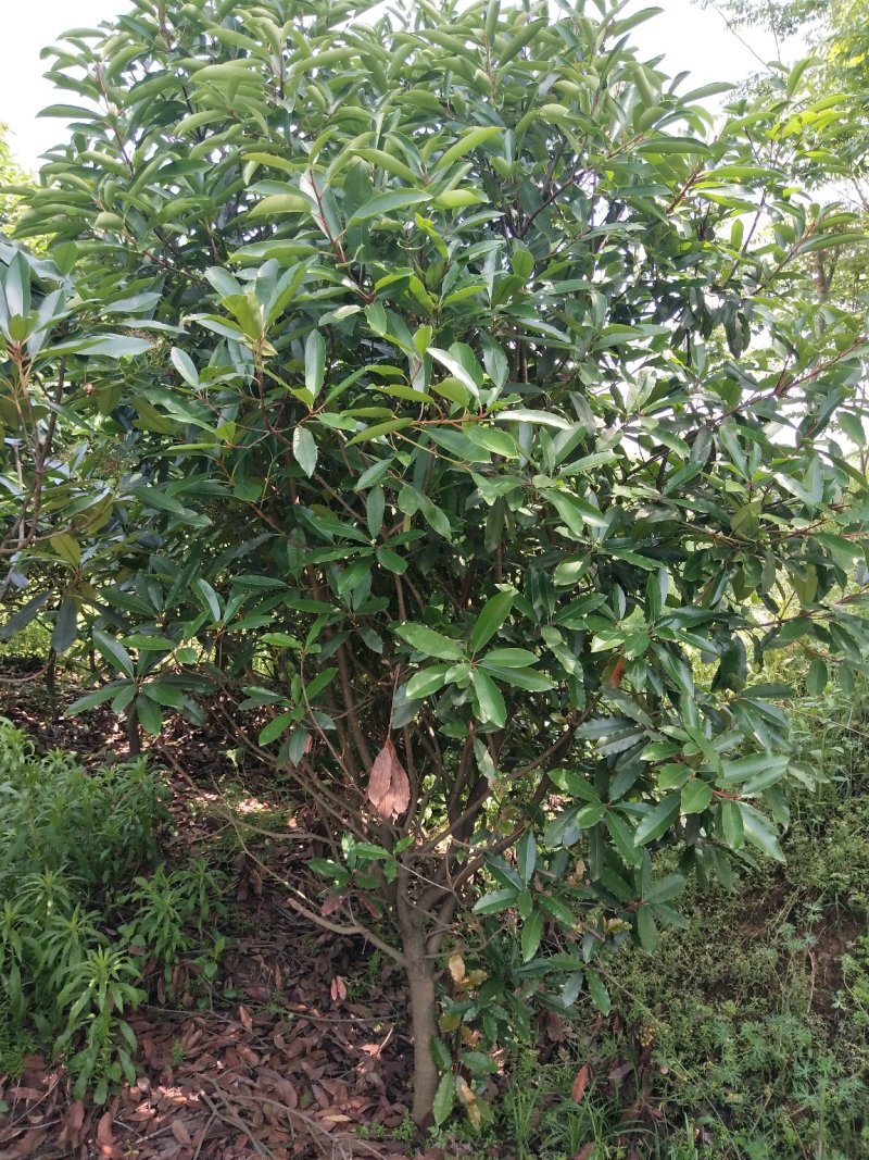 中华石楠树，河南省潢川苗木基地直销中华石楠树。