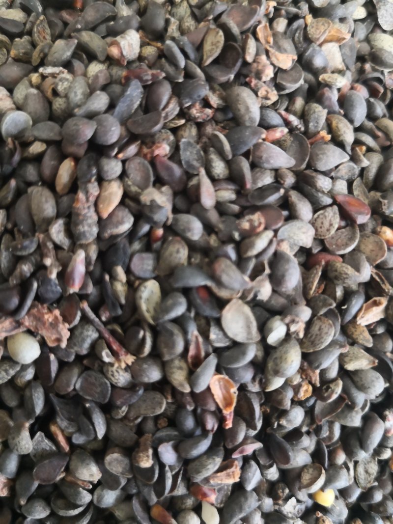 杜梨种籽发芽率90%以上自家加工纯新种籽