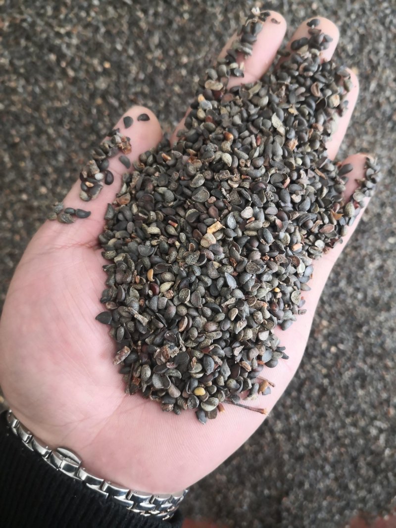 杜梨种籽发芽率90%以上自家加工纯新种籽