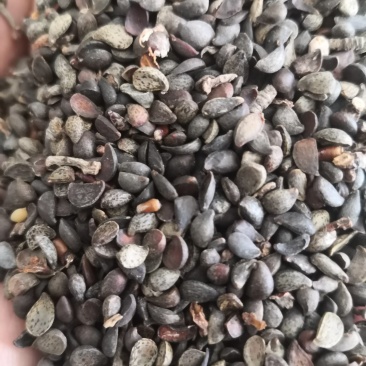 杜梨种籽发芽率90%以上自家加工纯新种籽