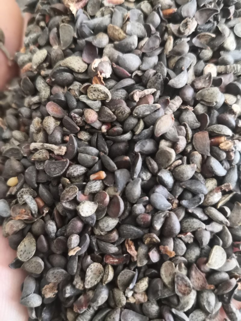 杜梨种籽发芽率90%以上自家加工纯新种籽