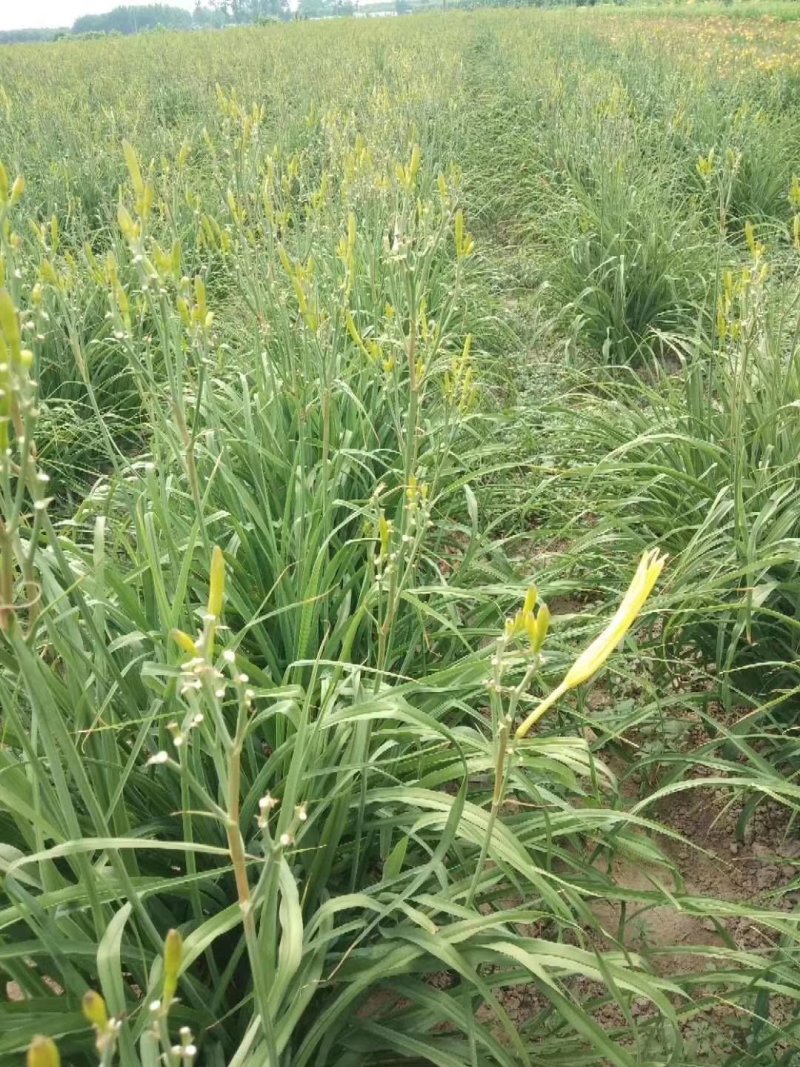 黄花萱草，黄花菜苗，萱草