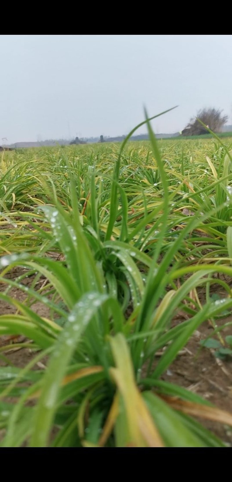 大花萱草，红花萱草，金娃娃萱草