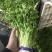优质芹菜苗基地常年直发量大从优品种纯正诚信经营放心苗