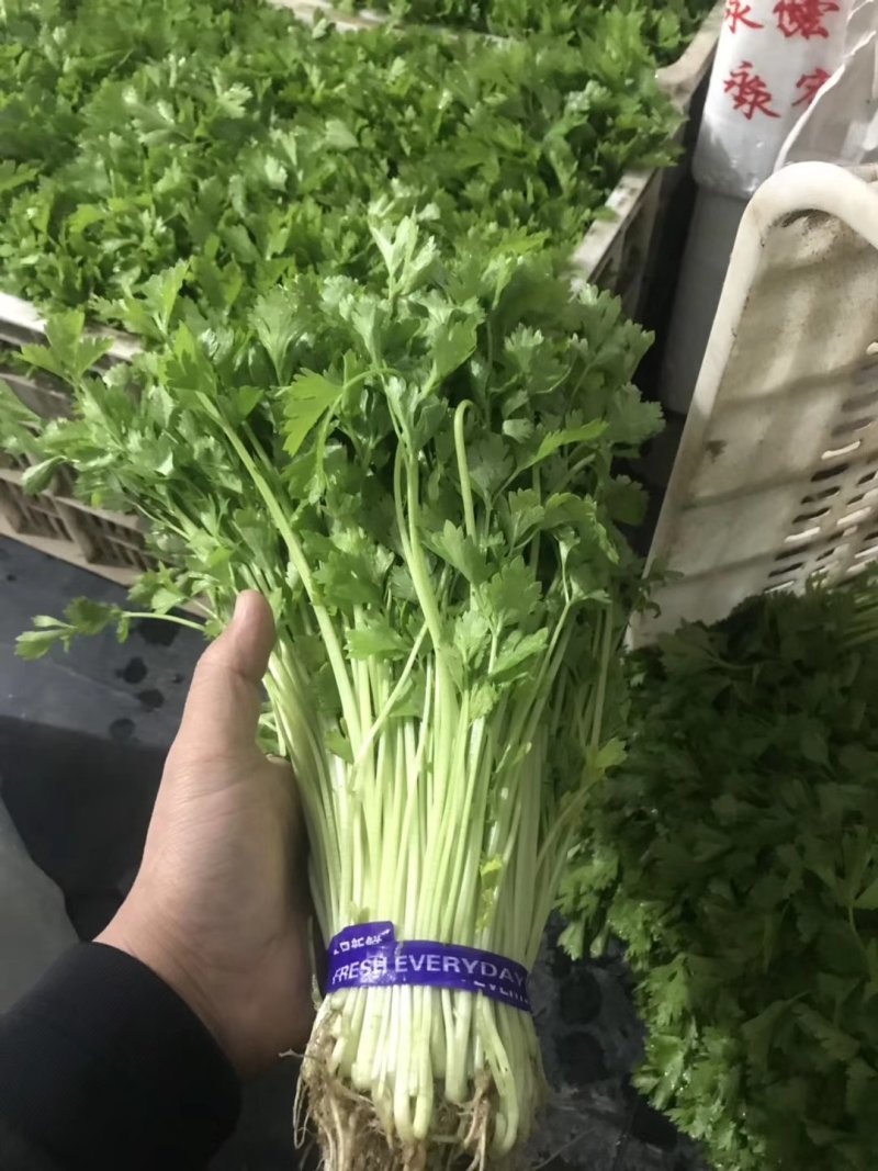 优质芹菜苗基地常年直发量大从优品种纯正诚信经营放心苗