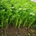 优质芹菜苗基地常年直发量大从优品种纯正诚信经营放心苗