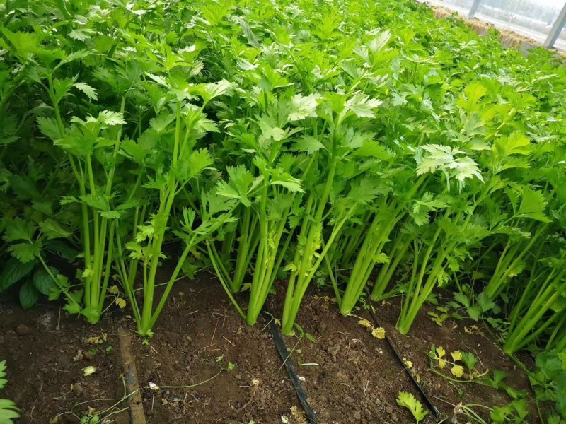 优质芹菜苗基地常年直发量大从优品种纯正诚信经营放心苗
