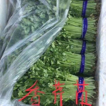 优质芹菜苗基地常年直发量大从优品种纯正诚信经营放心苗