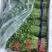 优质芹菜苗基地常年直发量大从优品种纯正诚信经营放心苗