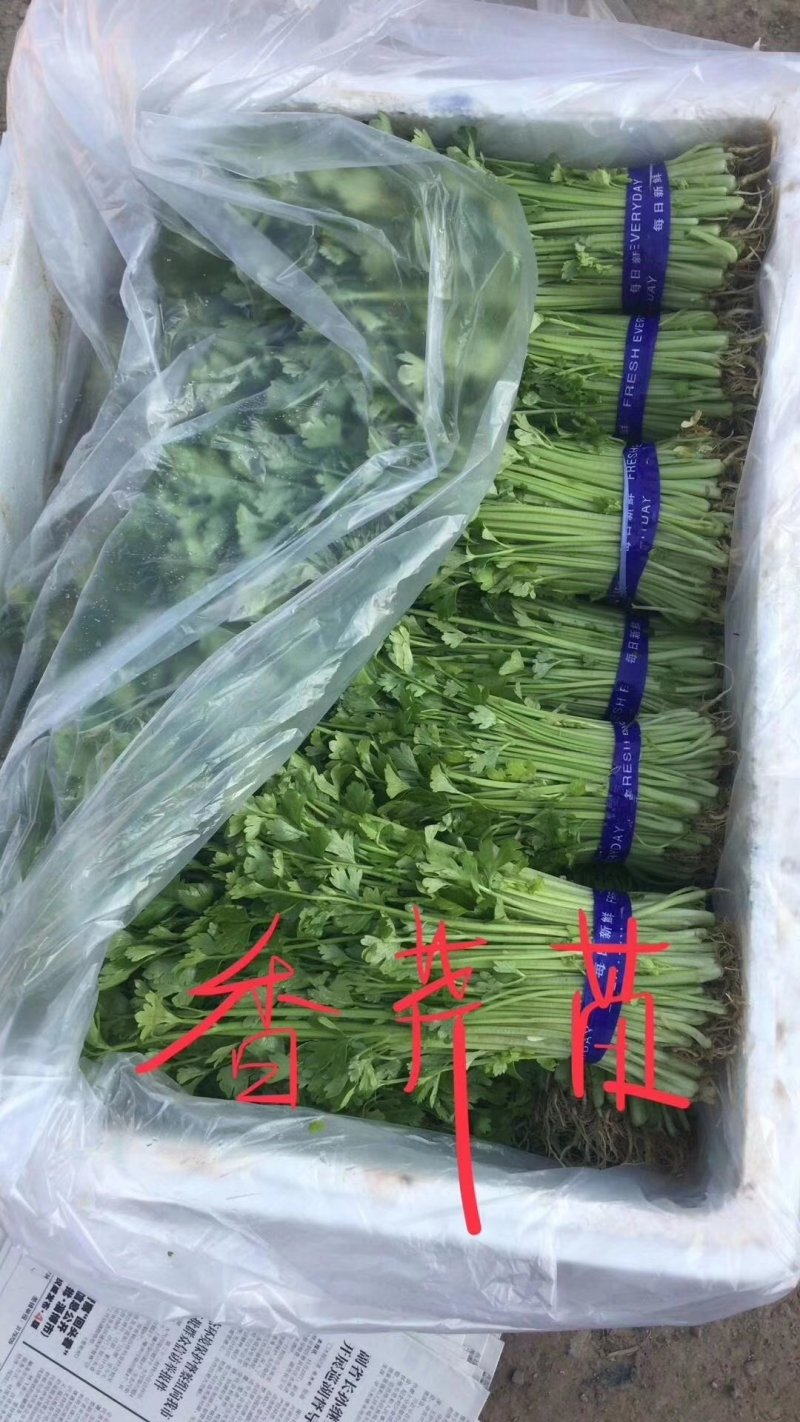 优质芹菜苗基地常年直发量大从优品种纯正诚信经营放心苗