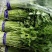 优质芹菜苗基地常年直发量大从优品种纯正诚信经营放心苗