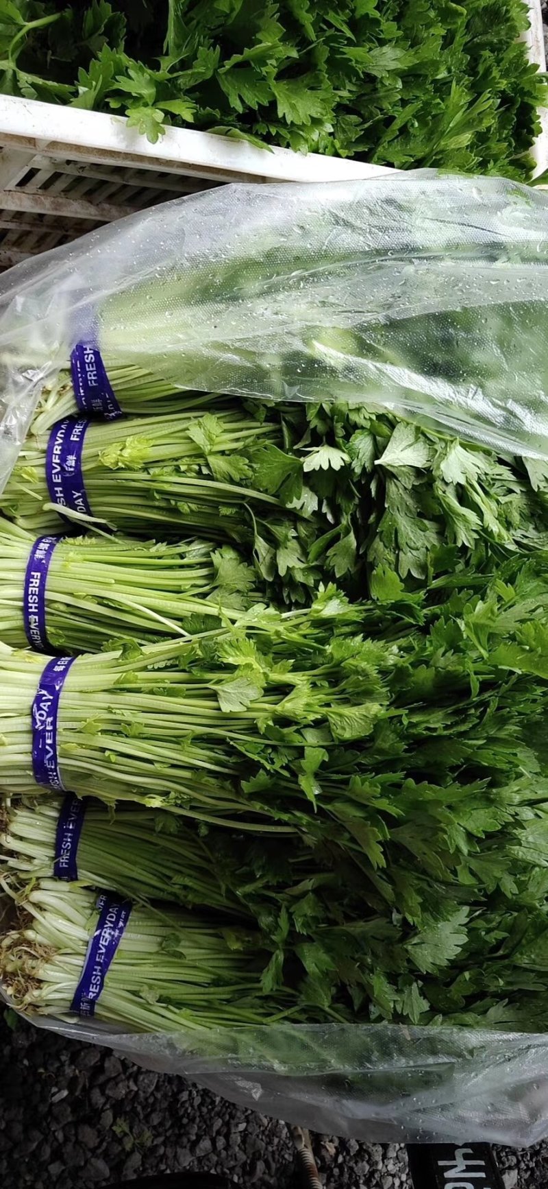 优质芹菜苗基地常年直发量大从优品种纯正诚信经营放心苗