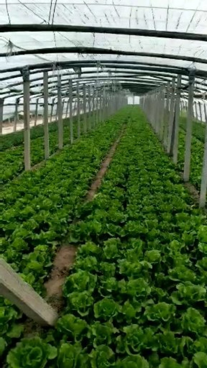 生菜，冷库打冷，基地直发，可开正规发票欢迎各位老板光临。