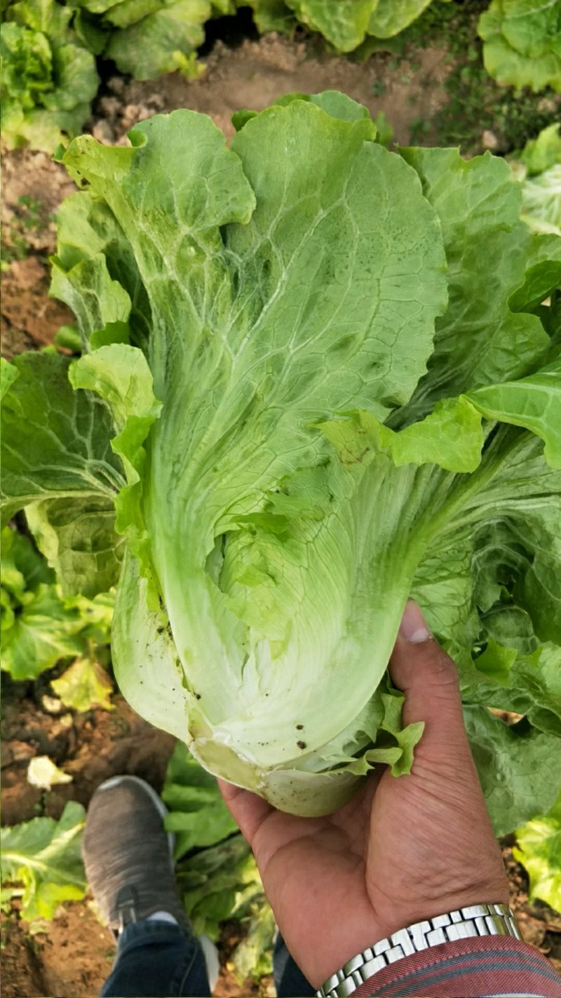生菜，冷库打冷，基地直发，可开正规发票欢迎各位老板光临。