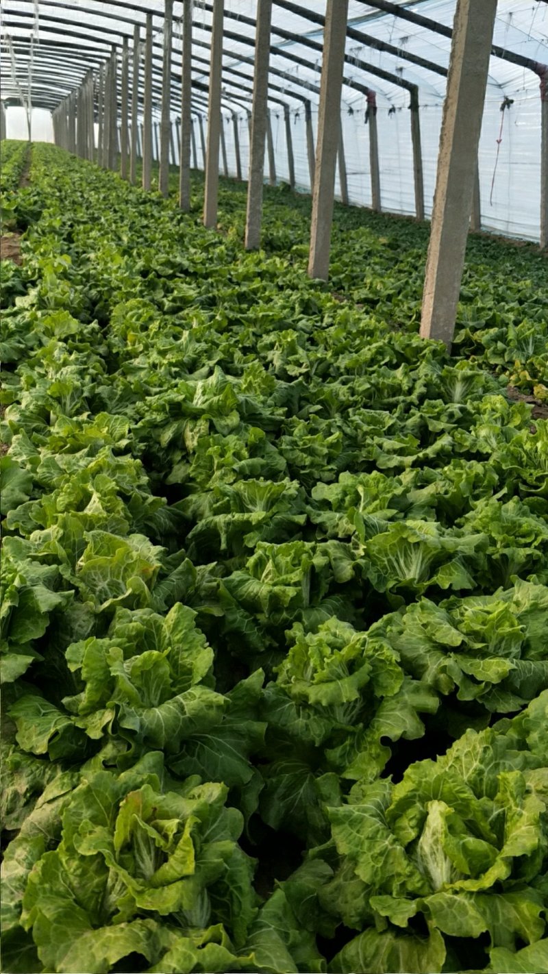 生菜，冷库打冷，基地直发，可开正规发票欢迎各位老板光临。