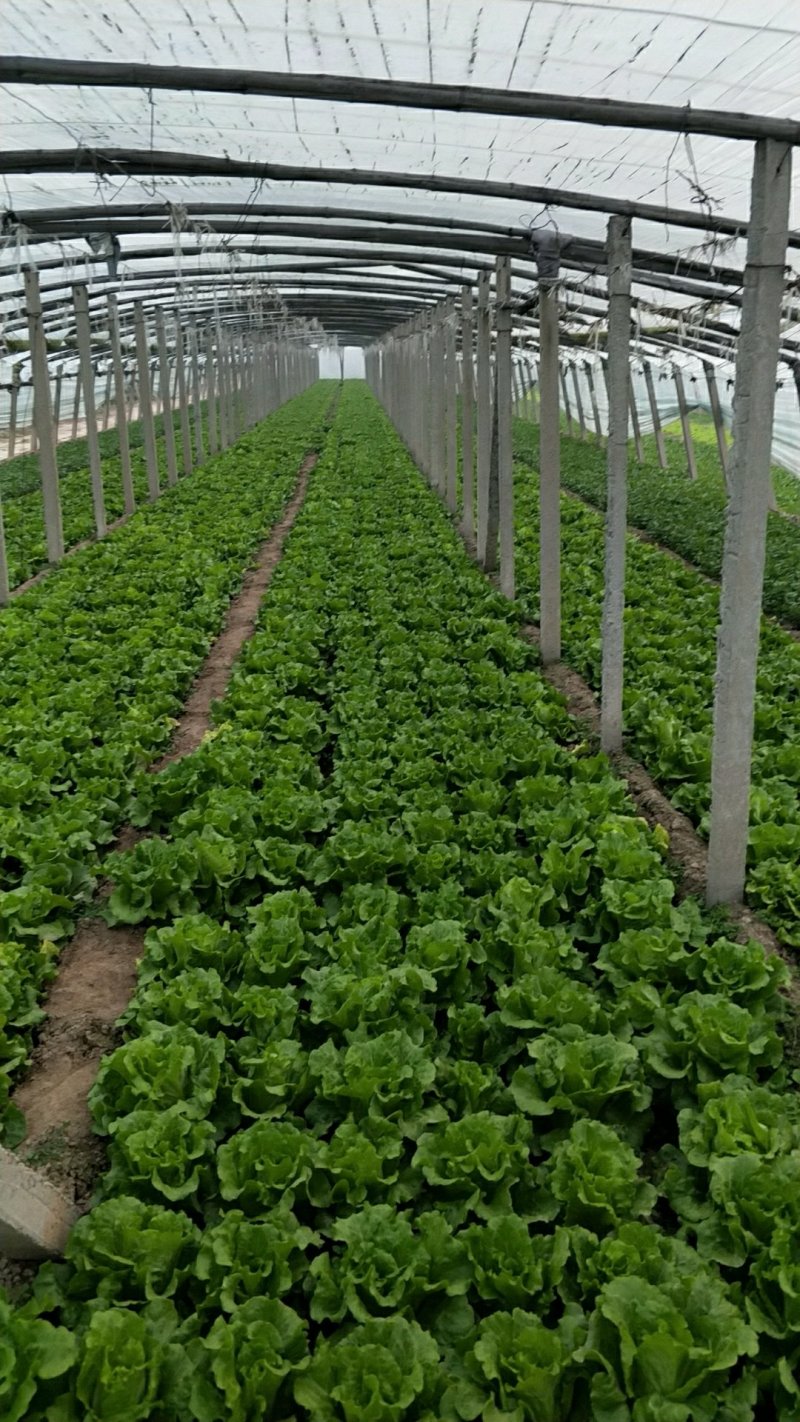 生菜，冷库打冷，基地直发，可开正规发票欢迎各位老板光临。