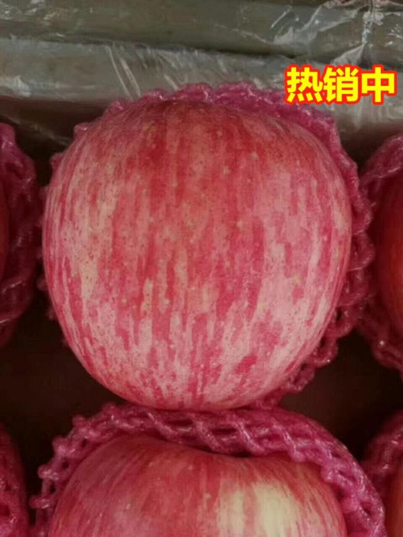 水晶红富士苹果批发，条红全红冰糖心红富士苹果，产地批发