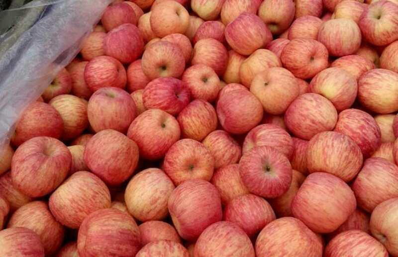 水晶红富士苹果批发，条红全红冰糖心红富士苹果，产地批发