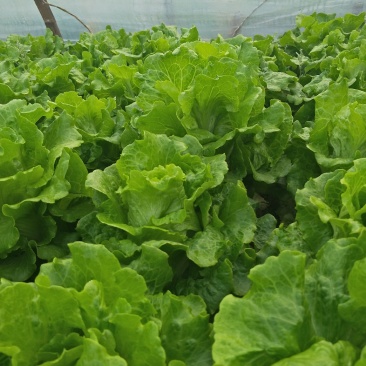 生菜，冷库打冷，基地直发，可开正规发票欢迎各位老板光临。