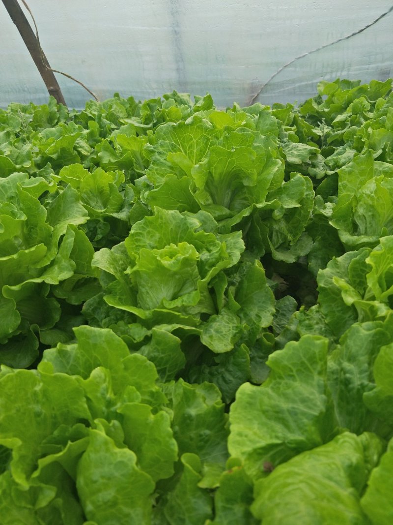 生菜，冷库打冷，基地直发，可开正规发票欢迎各位老板光临。