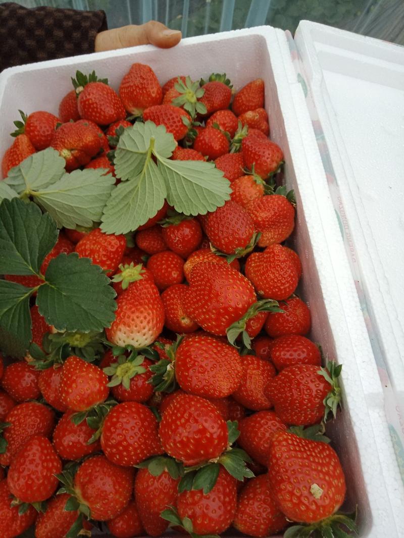 草莓苗，甜查理脱毒草莓苗，广西桂林兴安县产地假一赔十.