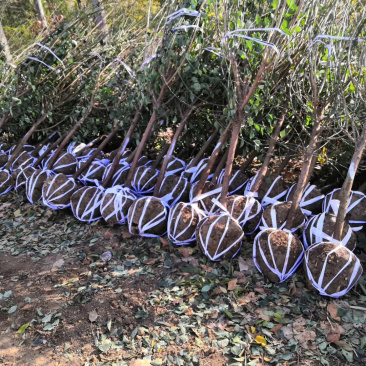 原生骨里红梅1-15公分大量供应，4公分55上车