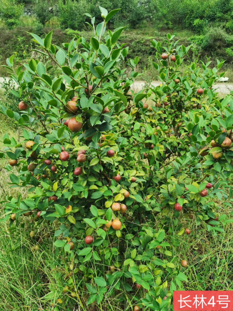 长林系列嫁接油茶苗，品种良