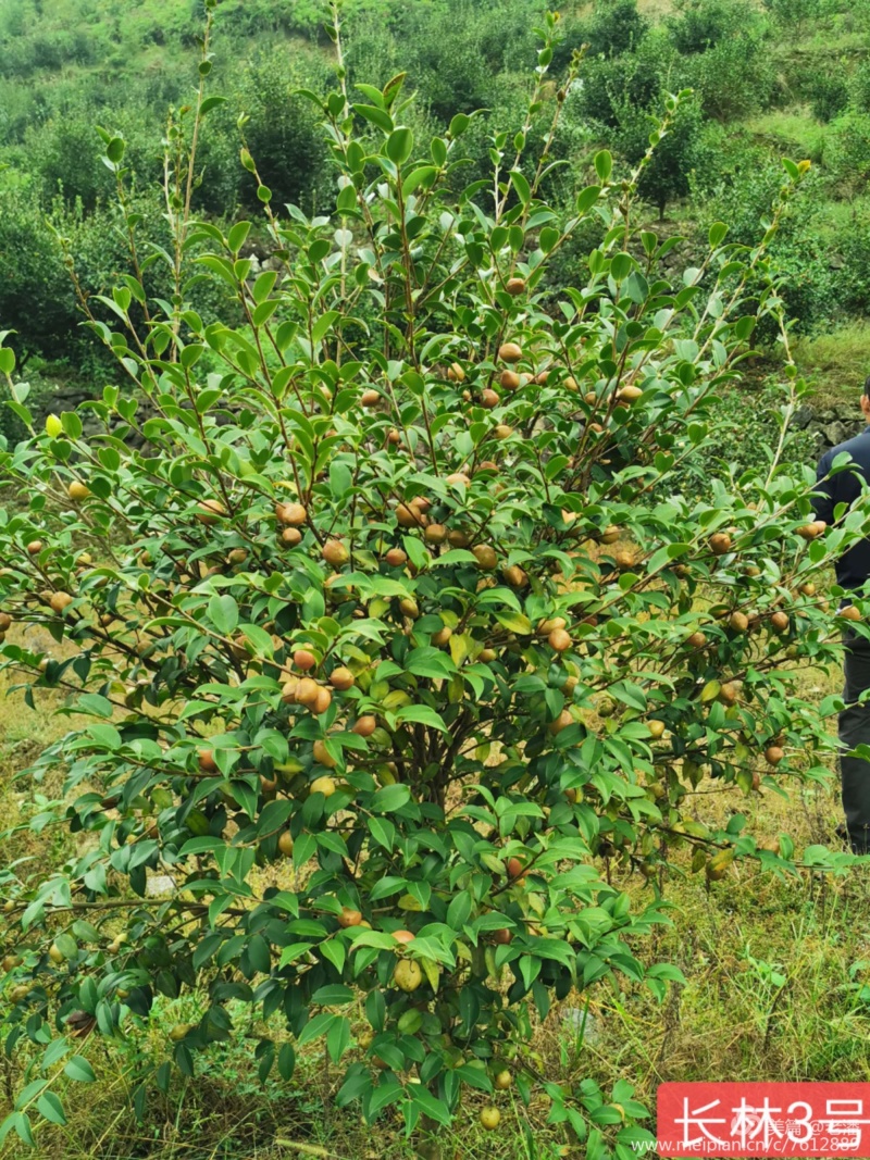 长林系列嫁接油茶苗，品种良