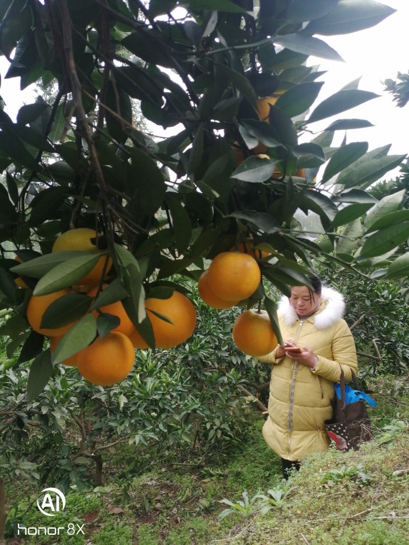 湖南省麻阳冰糖橙光果对接全国电商，批发市，团购！外贸