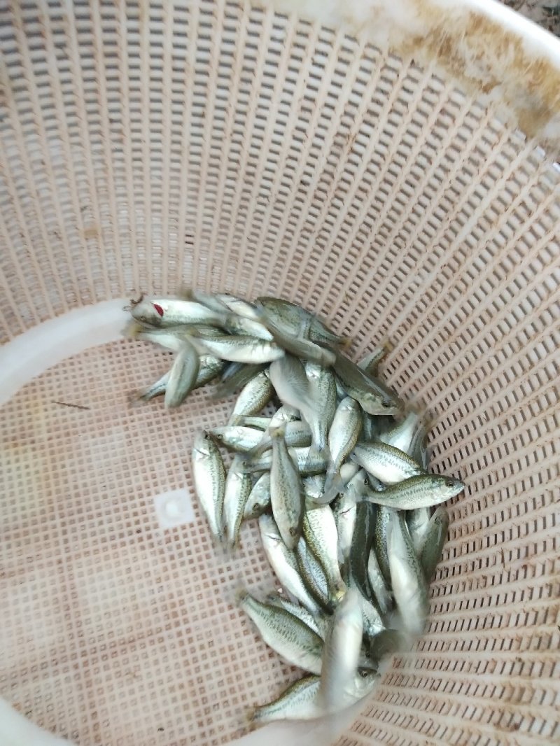 鲈鱼苗，优质加州鲈鱼，抗病力强，生长速度快，