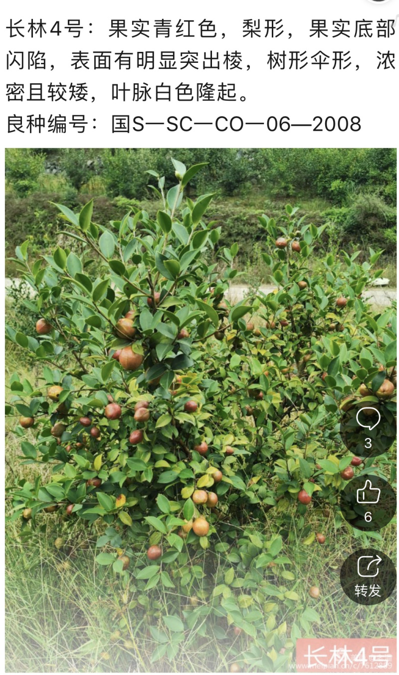 长林系列品种油茶杯苗，品种良