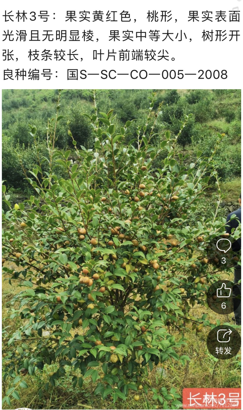 长林系列品种油茶杯苗，品种良