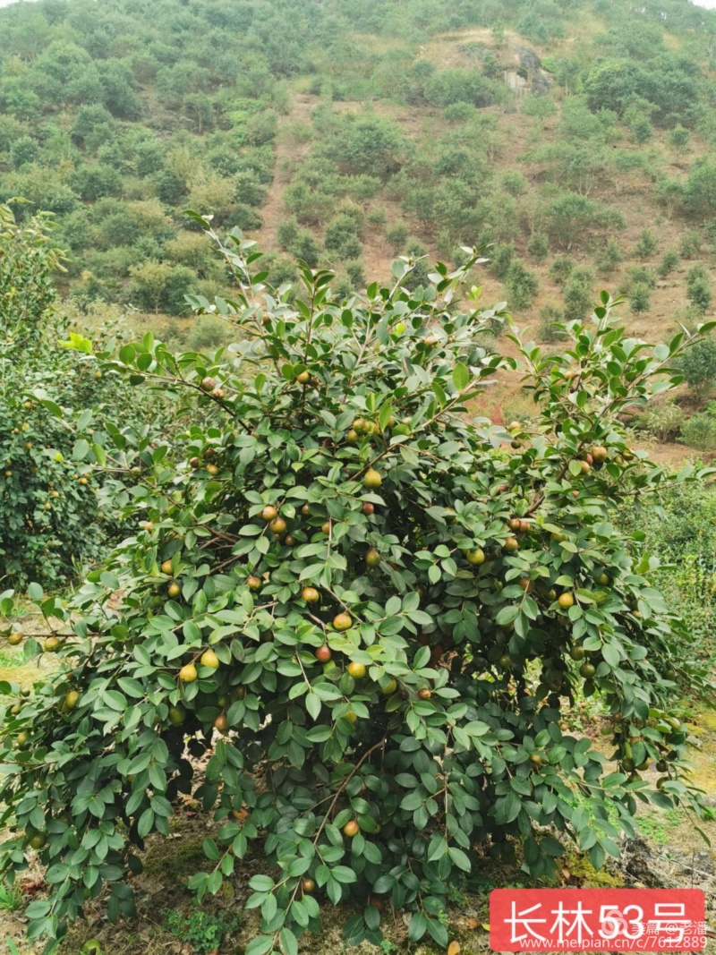 长林系列嫁接油茶苗，品种良