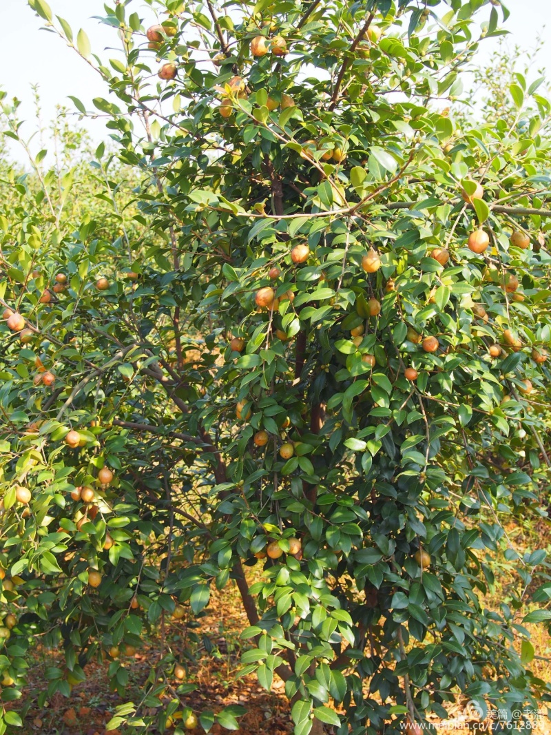 长林系列嫁接油茶苗，品种良