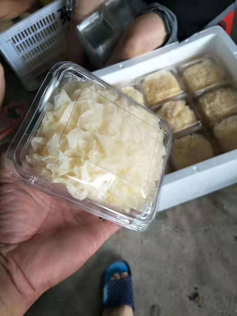【有好货】古田活银耳-鲜银耳-独立包装质量保障现货