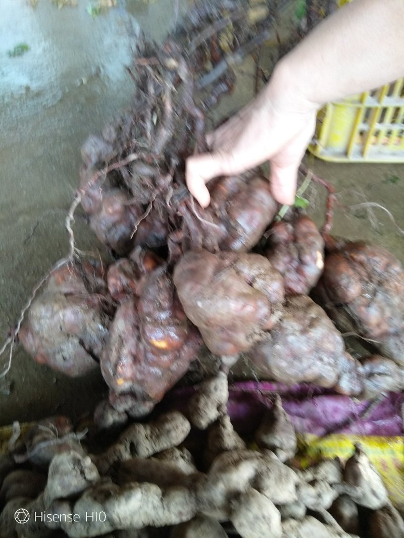 荷首乌（干片）自种，九蒸十晒