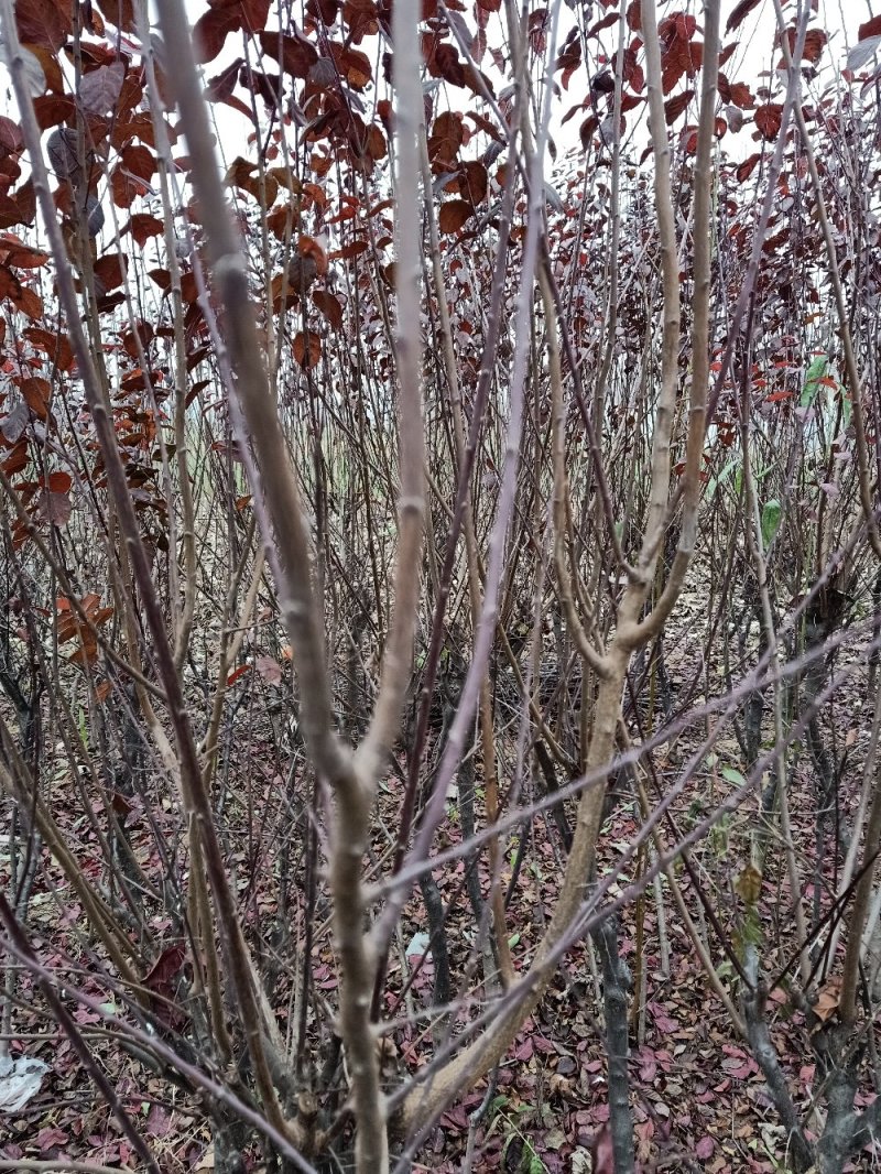 【紫叶李】品种优良，定向定植自家种植量大从优欢迎咨询