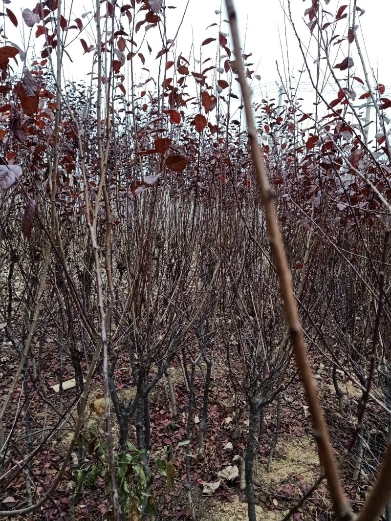 【紫叶李】品种优良，定向定植自家种植量大从优欢迎咨询