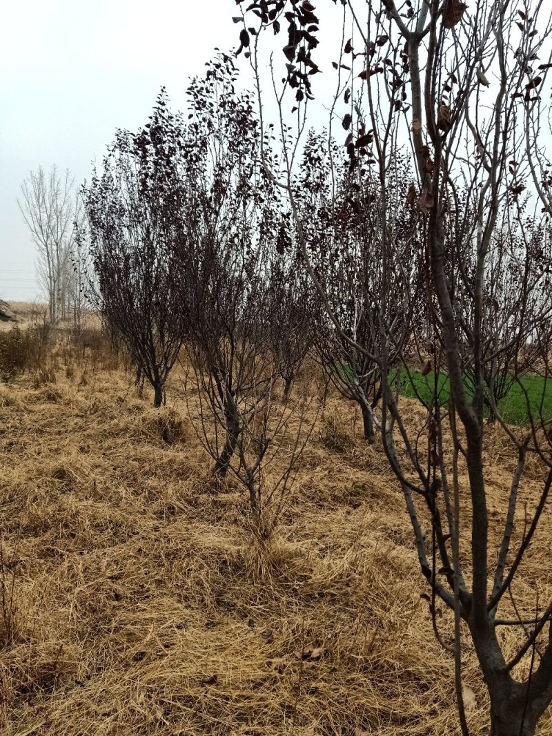 【紫叶李】品种优良，定向定植自家种植量大从优欢迎咨询