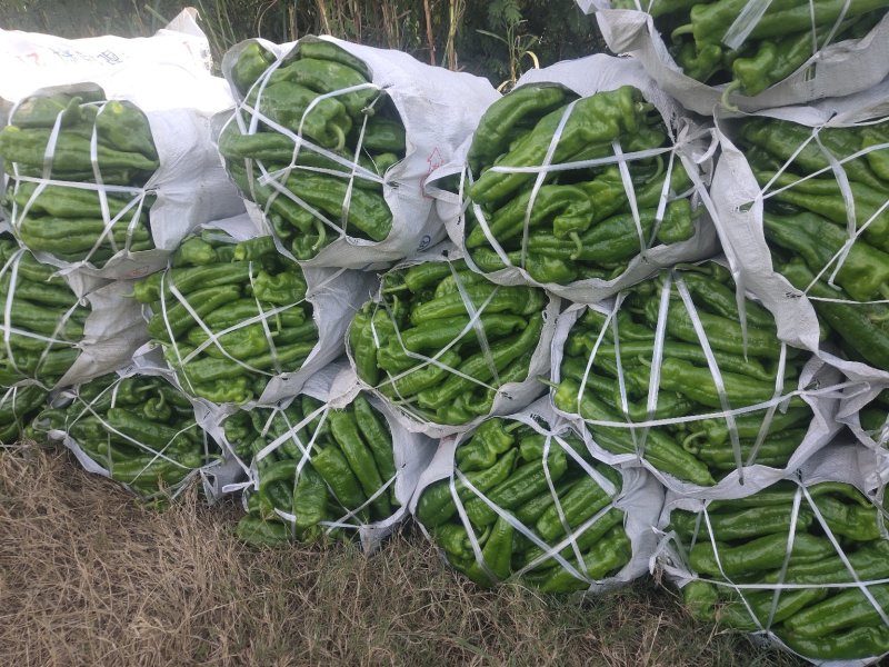精品大棚薄皮泡椒，诚信经营。