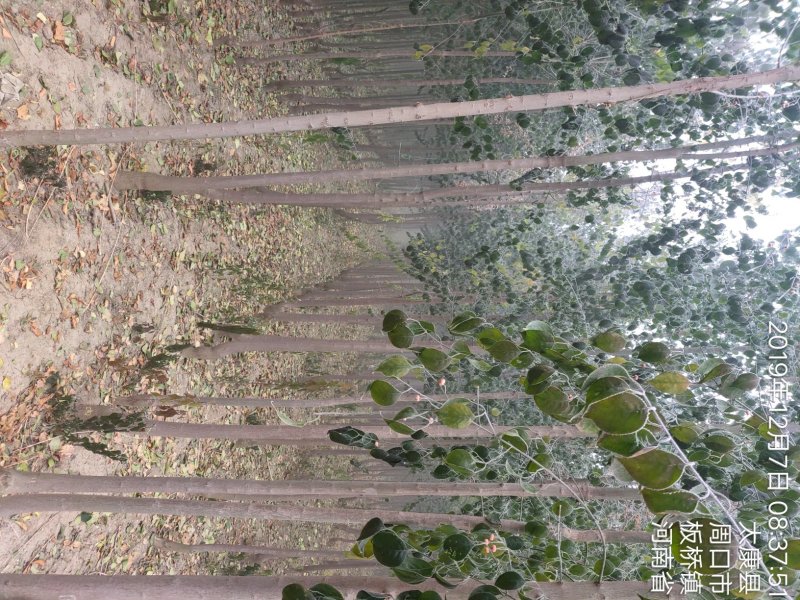 卫矛精品丝棉木