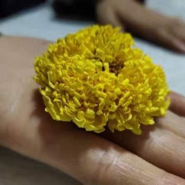 婺源皇菊