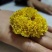 婺源皇菊