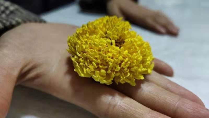 婺源皇菊