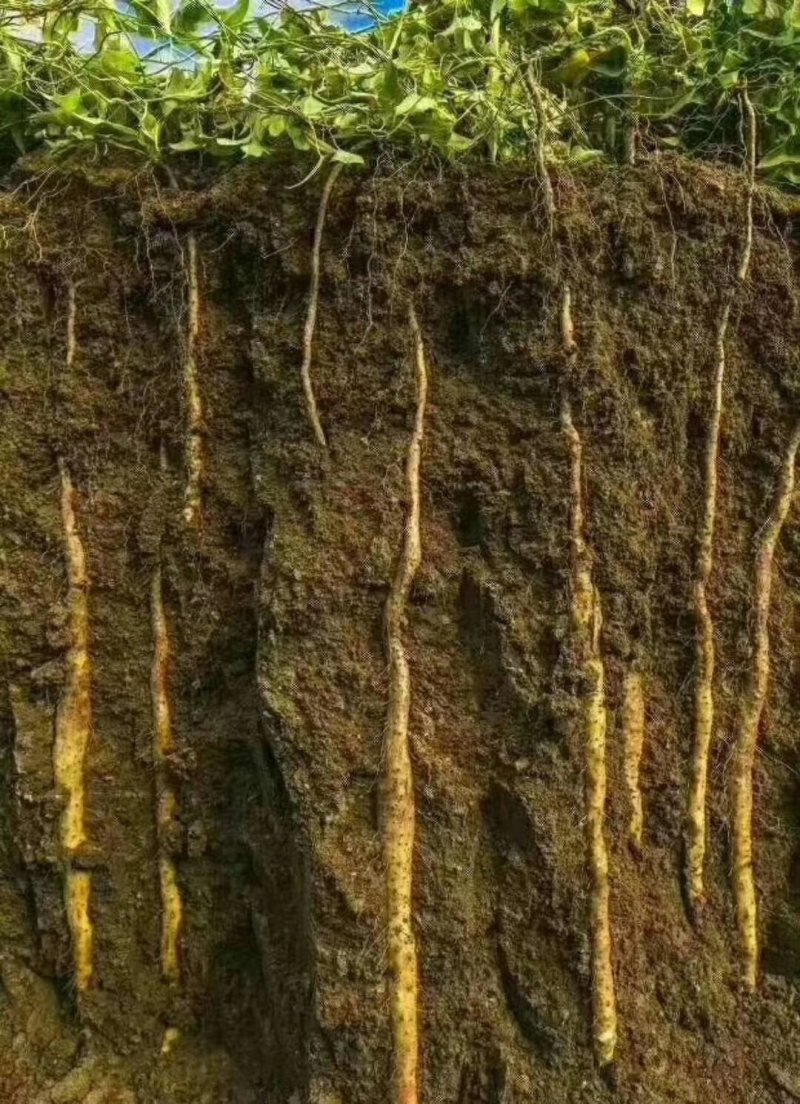 【一件代发】河南温县正宗铁棍山药自家种植保质保量产地直发