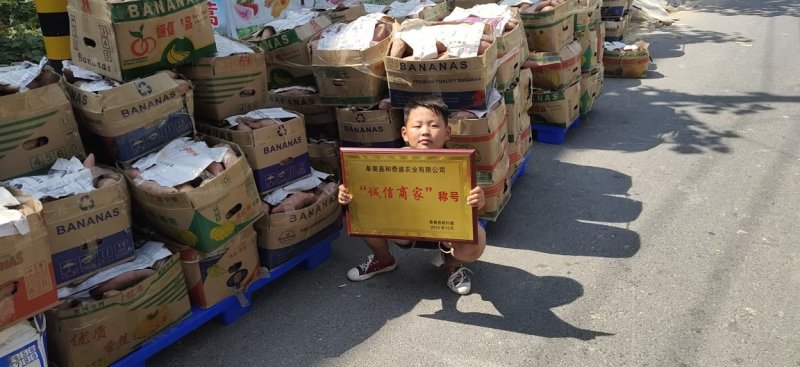 西瓜红红薯苏八龙九大量现货