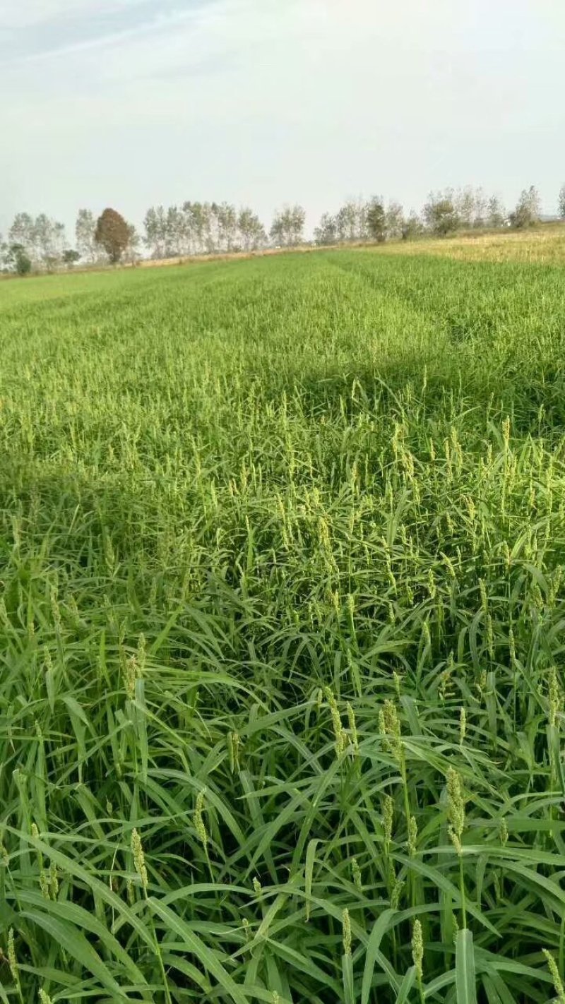 小米草水稗草稗子草养鱼龙虾蟹用草多年生草